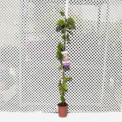 Passiflora vittifolia