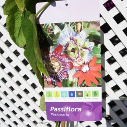 Passiflora vittifolia