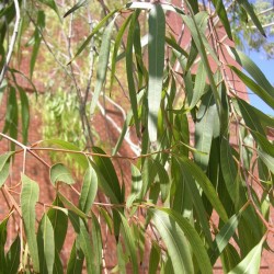 Eucalyptus citridora