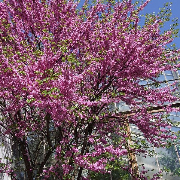 árbol de ciclamor oriental en otoño