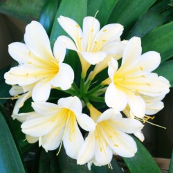 Clivia