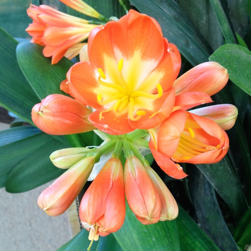 Clivia