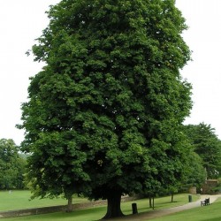 Aesculus hippocastanum