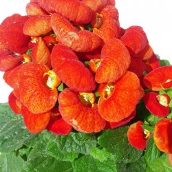 Calceolaria hybrida