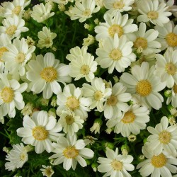 CINERARIA SENETTI