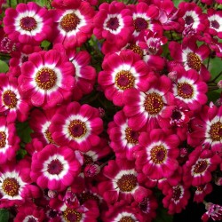 CINERARIA SENETTI