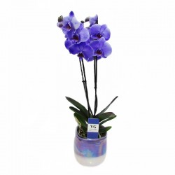 Orquídea Phalaenopsis Royal Purple