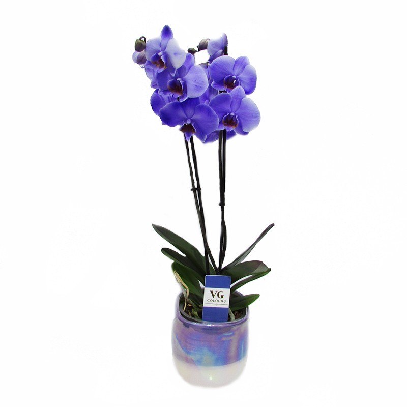 Orquídea Phalaenopsis Royal Purple