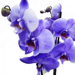 Orquídea Phalaenopsis Royal Purple