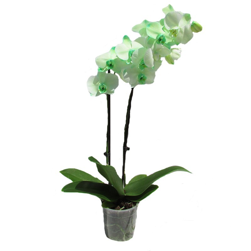 Orquidea phalaenopsis royal green|phalaenopsis royal|orquídea tintada