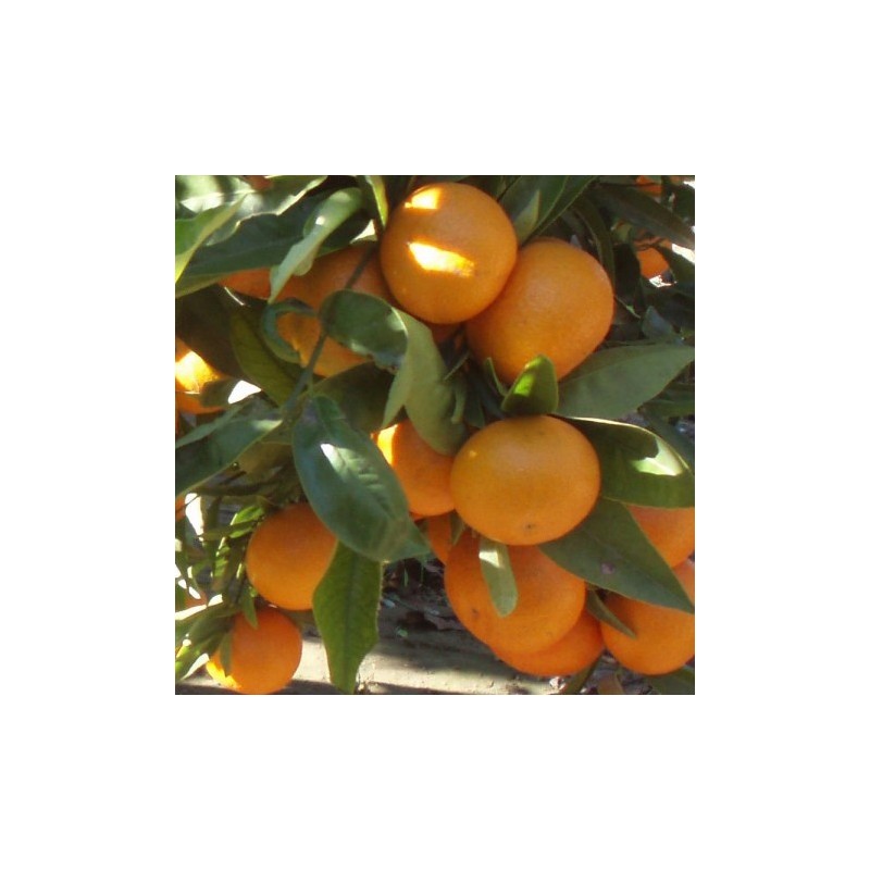 Mandarino hernandina