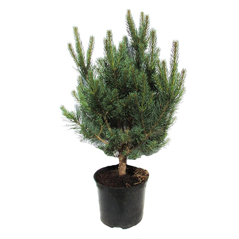 Pinus Sylvestris Nana