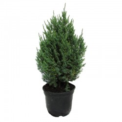 Juniperus Chinensis Stricta