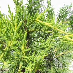 Juniperus pfitzer aurea