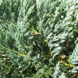 JUNIPERUS BLUE CHIP