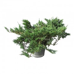 Juniperus horizontalis andorra compacta