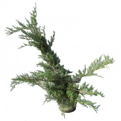 Juniperus pfitzer glauca