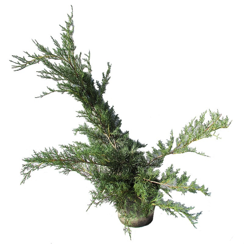 Juniperus pfitzer glauca