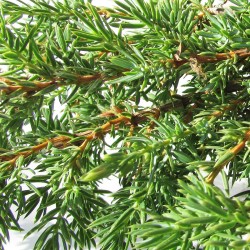 Juniperus Comunis Green Carpet