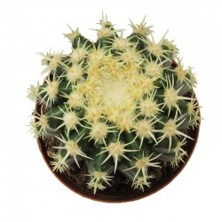 Echinocactus grusonni