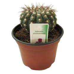 Cactus notocactus uebelmannianus