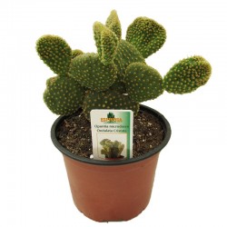 Cactus opuntia microdasys ondulata cristata