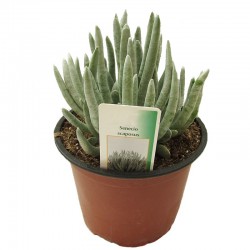 Cactus senecio scaposus