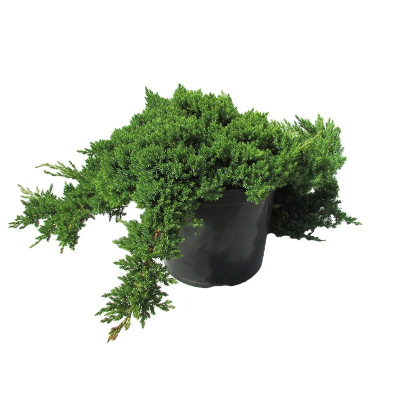Juniperus Procumbens Nana