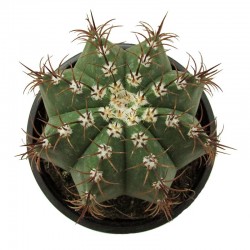 Cactus melocactus matanzanus