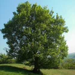 Acer campestris