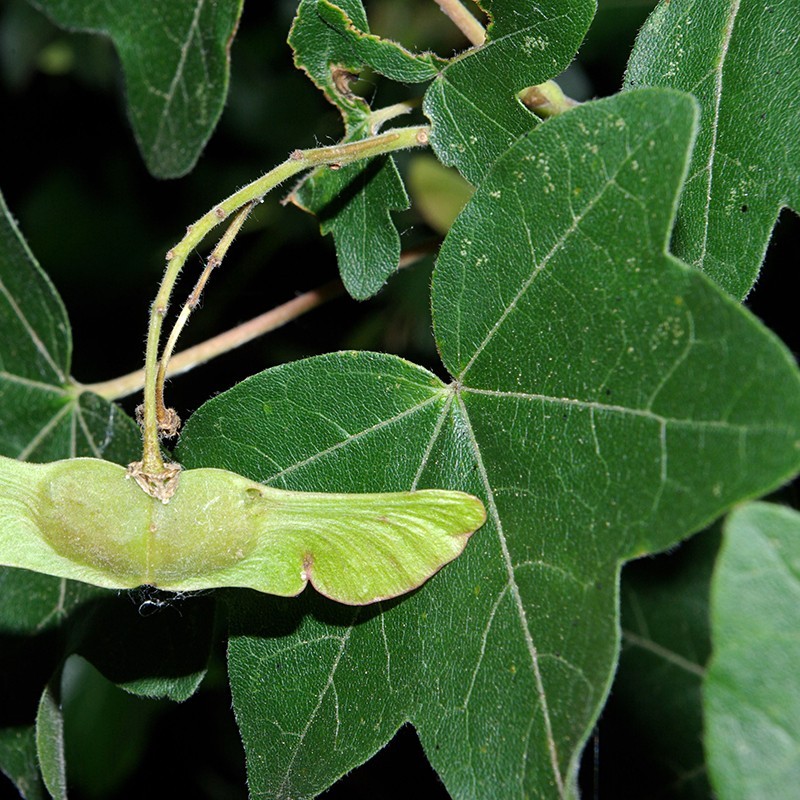 Acer campestris