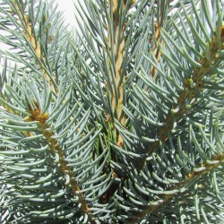 Picea pungens iseli fastigiata