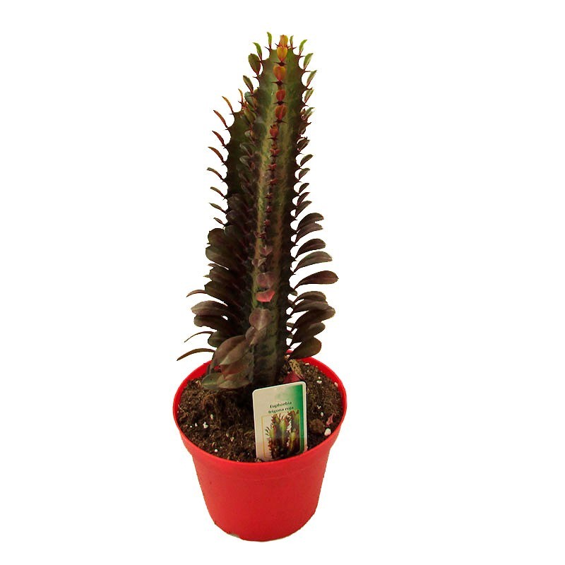 Euphorbia Trigona Roja