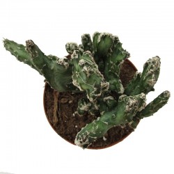 Cactus monvillea spegazzinii cristata