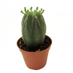 Cactus euphorbia obesa