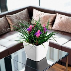 Macetero quadro Lechuza