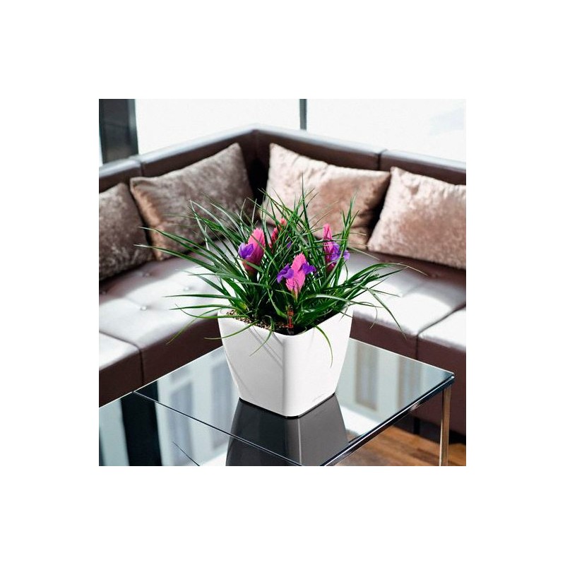 Macetero quadro Lechuza