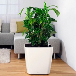 Macetero quadro Lechuza