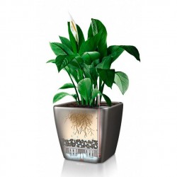 Macetero quadro Lechuza