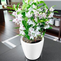 Macetero classico Lechuza