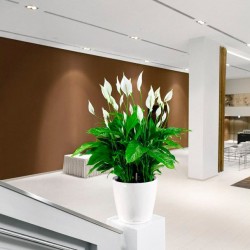 Macetero classico Lechuza