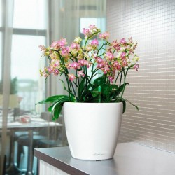 Macetero classico Lechuza