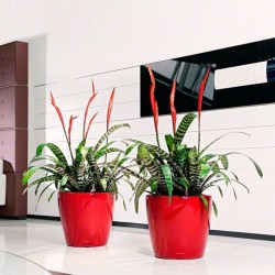 Macetero classico Lechuza