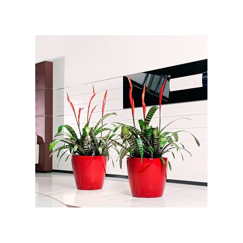 Macetero classico Lechuza