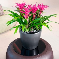 Macetero classico Lechuza