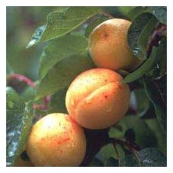 Albaricoque Cati