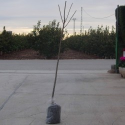 Ciruelo Black Diamond