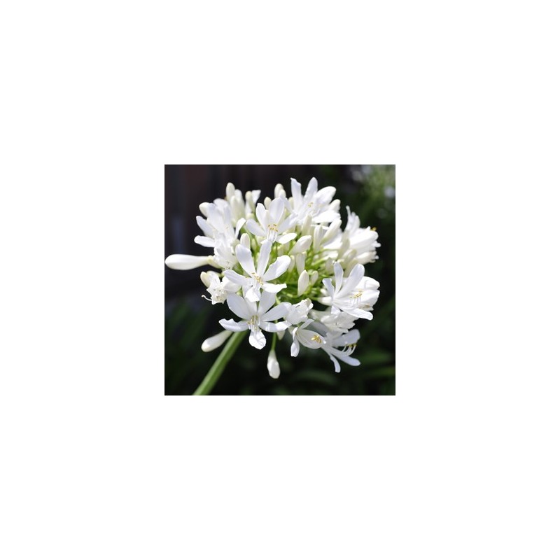 Agapanthus Peter Pan | comprar agapanthus | agagantus flor pequeña |