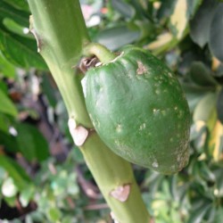 Papaya