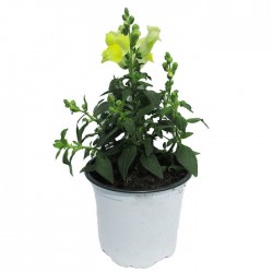 ANTIRRHINUM